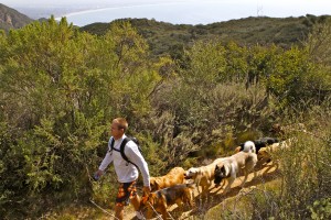 Colin West and his Colin's Pack dog hiking group on a back-mountain trail in the Santa Monica Mountains.
