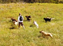 Colin West and his dog hiking group run through fresh grass.