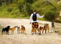 A Colin's Pack dog pack re-grouping before they continue their hike in the Santa Monica Mountains.