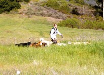 A Colin's Pack dog pack walking through tall grass in a meadow.