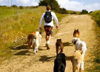 Colin West leading his dog hiking group walking up a trail on a sunny day.