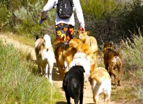 Colin West leading his dog hiking group on a trail through the back of a mountain.