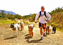 A Colin's Pack dog hiking group running up a trail on a beautiful day.