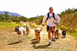 A Colin's Pack dog hiking group running up a trail on a beautiful day.