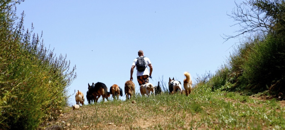 Colin West walking a pack of 10 dogs in the Santa Monica Mountains.