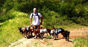 A Colin's Pack high energy dog pack draining their energy hiking up a trail.