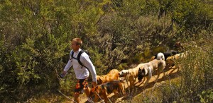 Colin West and his dog hiking group walking in Malibu.