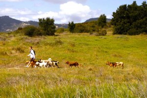 The Colin's Pack dog pack walking through a grassy field.