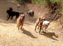 A Colin's Pack dog hiking group in full motion.