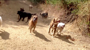 A Colin's Pack dog hiking group in full motion.