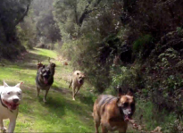 Colin's Pack Dog Pack in Action! Dog hiking in Santa Monica and Pacific Palisades.