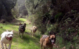 Colin's Pack Dog Pack in Action! Dog hiking in Santa Monica and Pacific Palisades.