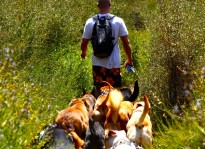Dog Hiking for Venice Area.