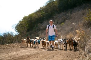 Colin West and his Colin's Pack dog pack hiking ] in the Santa Monica Mountains.