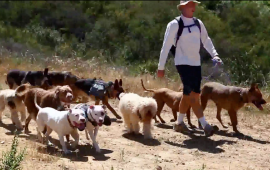 Dog Hiker Santa Monica, clip 1