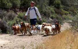 Dog Hikers Santa Monica clip 2