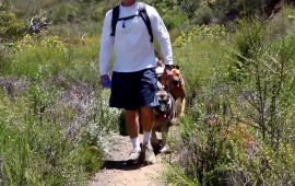 Dog Hiking in Santa Monica Mountains