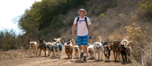 A Colin's Pack dog hiking group doing a pack hike in the Santa Monica Mountains.