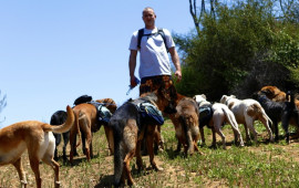 Colin West and his 10 dog dog pack walking in the Santa Monica Mountains.