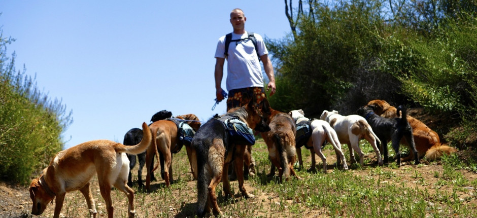 Colin West and his 10 dog dog pack walking in the Santa Monica Mountains.