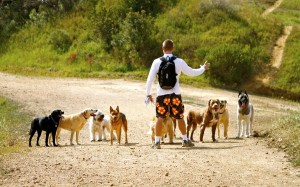 Colin West re-grouping his dog pack before they continue their walk in the Santa Monica Mountains.