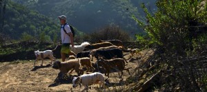 Colin West Walking a Pack of Dogs