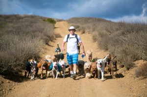 Colin West, a Santa Monica and Pacific Palisades dog walker, walking his pack of 21 dogs.
