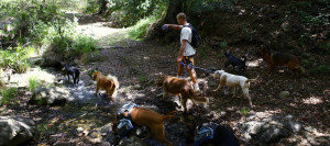 Colin West and his dog pack walking near a stream in Malibu.