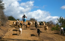 Colin West and the dogs starting up a hill.