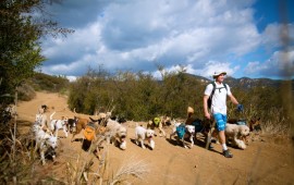 Colin West and the dogs happily hiking down a hill.