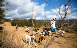 Colin's Pack - Dog Hiking for Santa Monica and Pacific Palisades