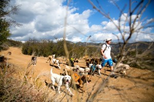 Colin's Pack - Dog Hiking for Santa Monica and Pacific Palisades