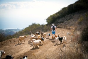 Colin West leading the dogs down the trail.