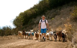 Colin West and a pack of 21 dogs walking up the trail.