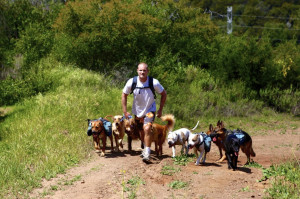 Colin West and the pack climbing a hill in the Santa Monica Mountains.