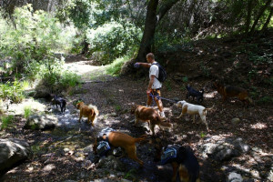 Colin West and the dogs at a stream.