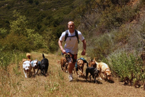 Colin's Pack - Dog Hiking in Santa Monica and Pacific Palisades