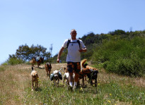 Colin West and the dogs walking down a grassy area.