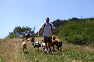 Colin West and the dogs walking down a grassy area.