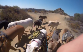 Colin's Pack - In the Zone in the Santa Monica Mountains
