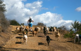 Colin's Pack-Santa Monica Dog Hiking